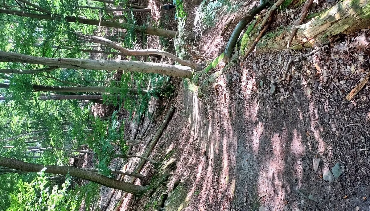 © Hans Günter Reuschenbach