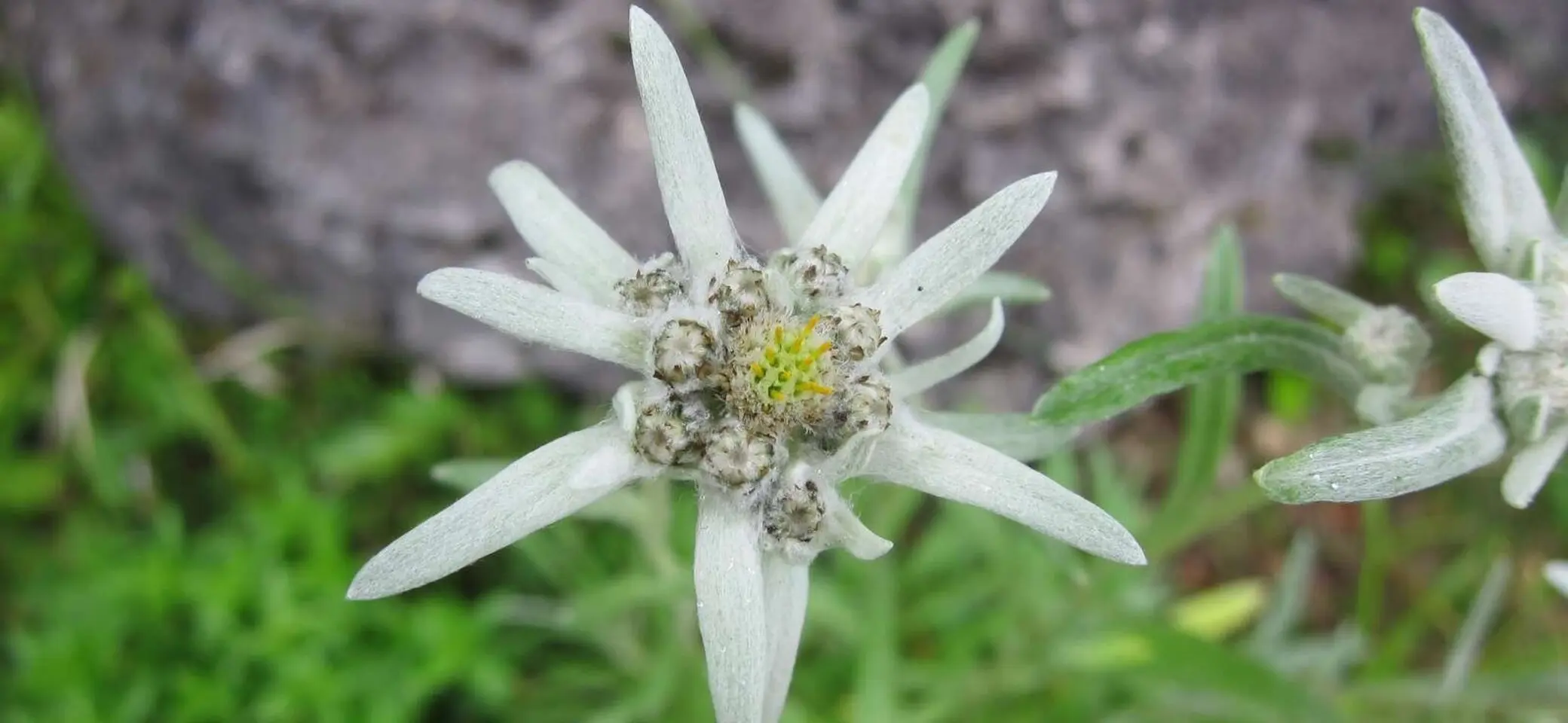 DAV Archiv Edelweiss | © DAV Archiv